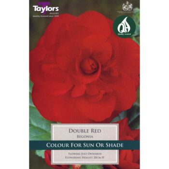 Begonia Red Double