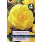 Begonia Yellow Double