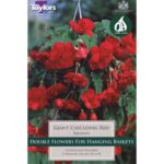 Begonia Red Giant Cascading
