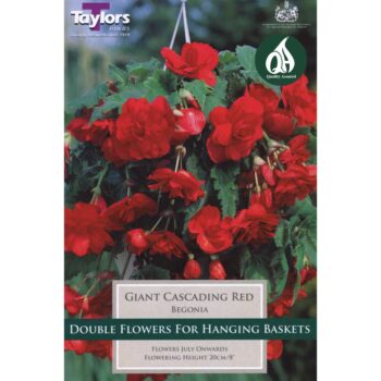 Begonia Red Giant Cascading
