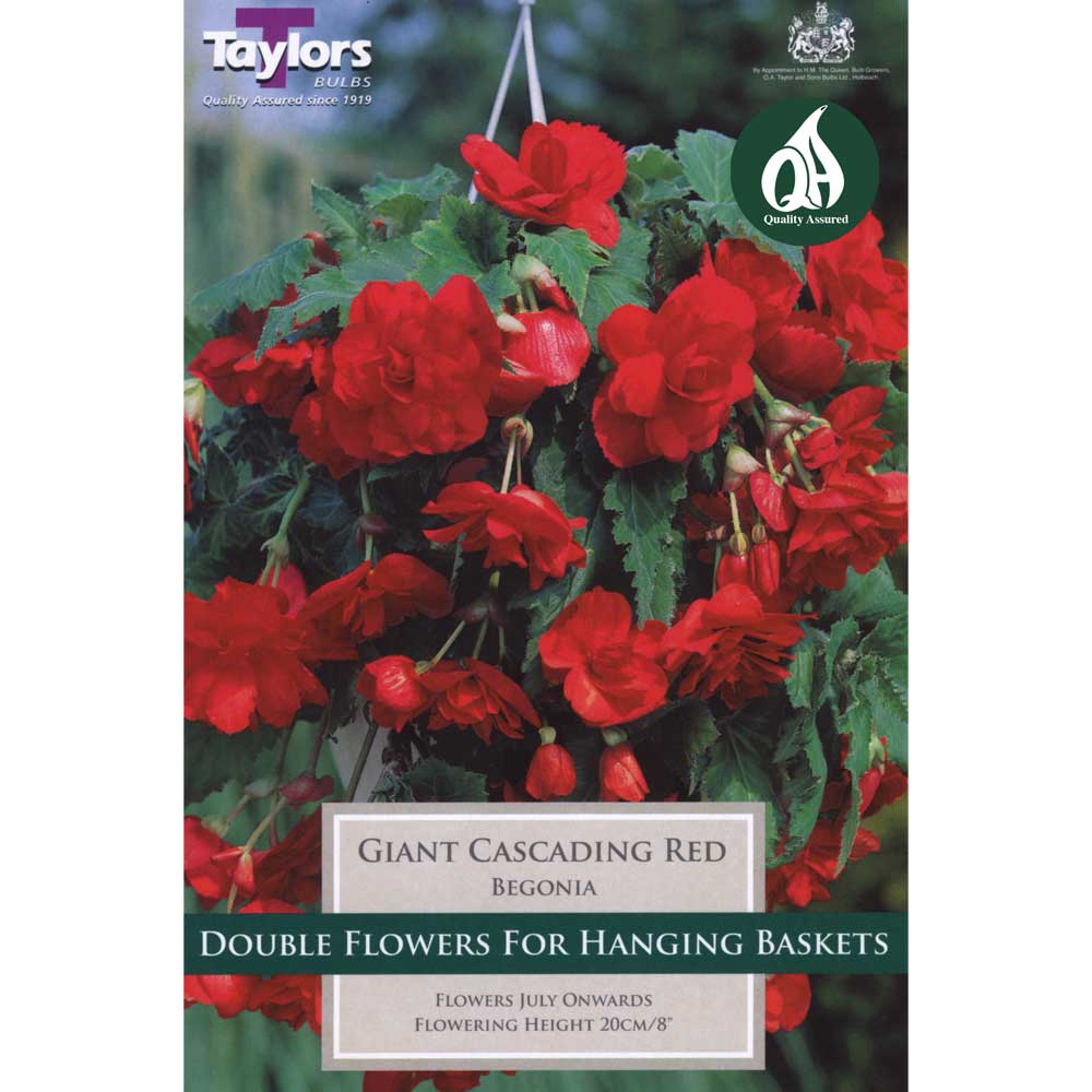 Begonia Red Giant Cascading Begonia Red Giant Cascading