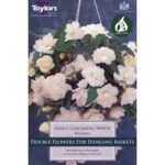 Begonia White Giant Cascading