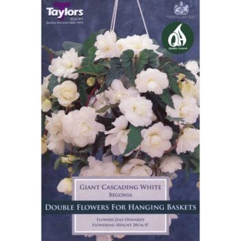 Begonia White Giant Cascading
