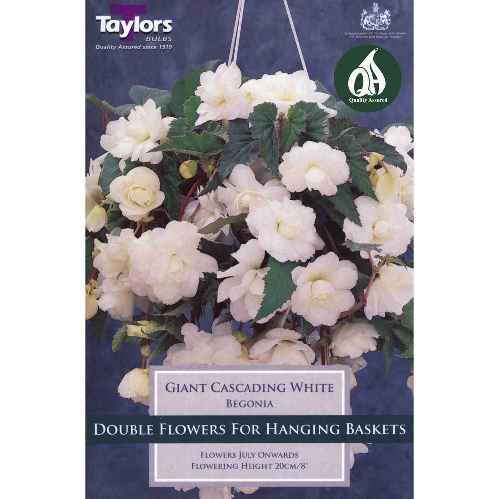 Begonia White Giant Cascading Begonia White Giant Cascading