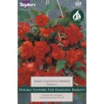 Begonia Orange Giant Cascading