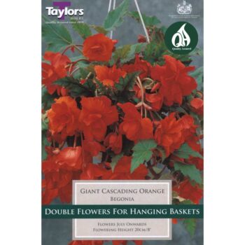 Begonia Orange Giant Cascading