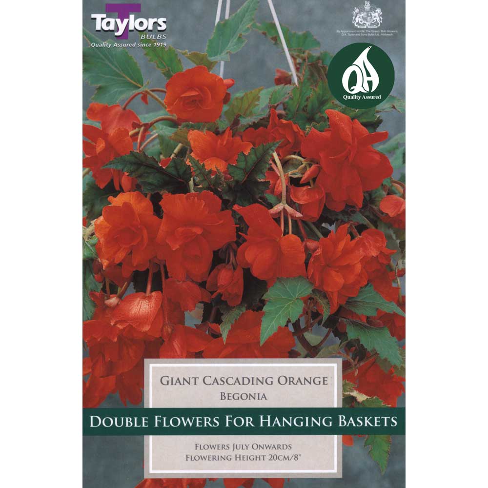 Begonia Orange Giant Cascading Begonia Orange Giant Cascading