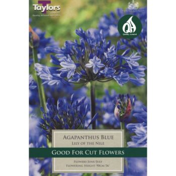 Agapanthus Blue Lily of the Nile