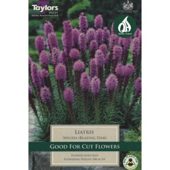 Liatris Spicata Blazing Star