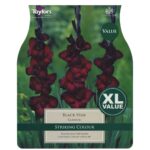 Gladioli Black Star