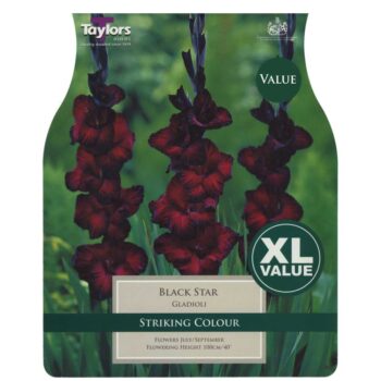 Gladioli Black Star