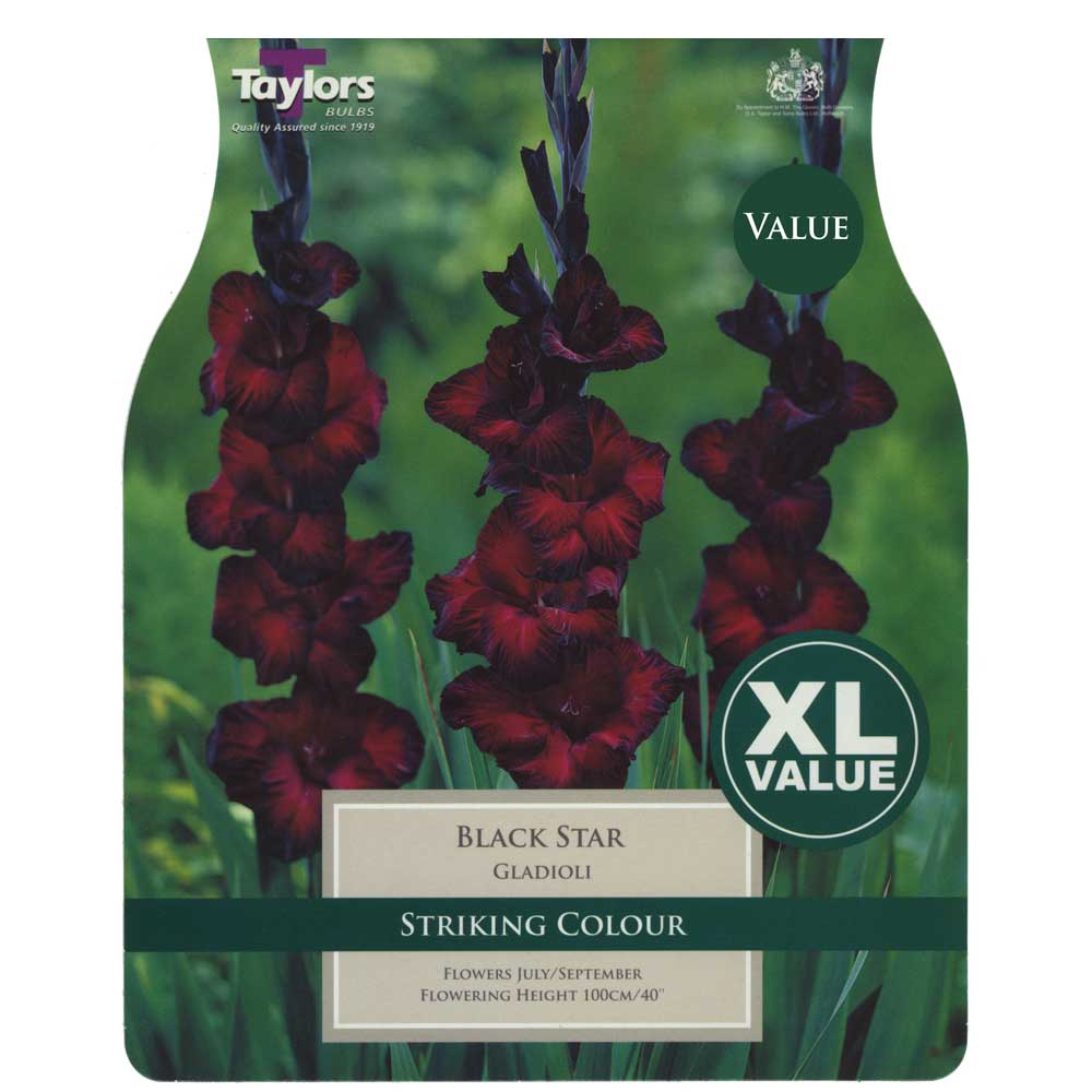 Gladioli Black Star Gladioli Black Star