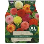 Dahlia Pompon & Ball Mixed