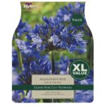 Agapanthus Blue