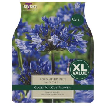 Agapanthus Blue