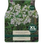 Agapanthus White
