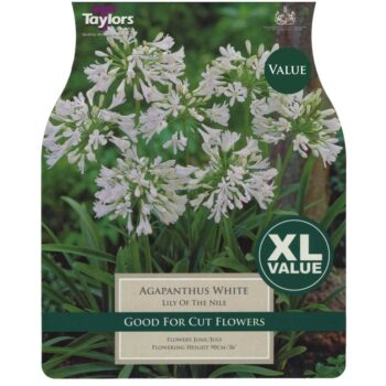Agapanthus White