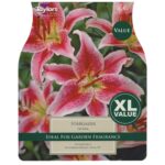 Lilium Stargazer