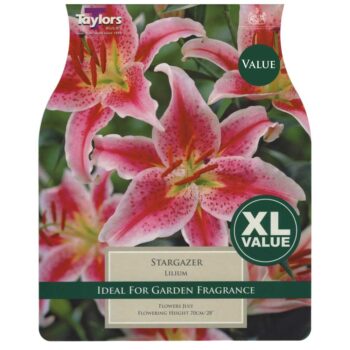 Lilium Stargazer