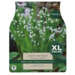 Lily of the Valley Convallaria Majalis