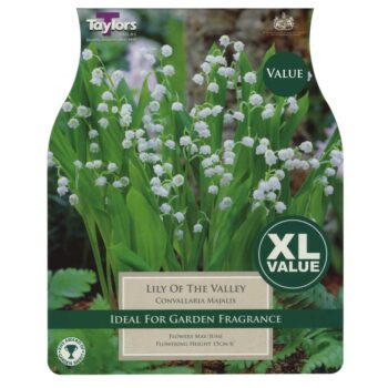 Lily of the Valley Convallaria Majalis