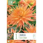Dahlia Gold Crown