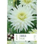 Dahlia My Love
