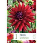Dahlia Wittemans Best