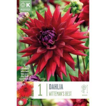Dahlia Wittemans Best