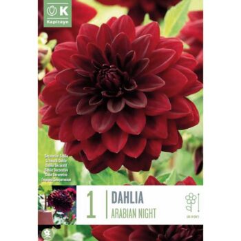 Dahlia Arabian Night
