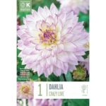 Dahlia Crazy Love