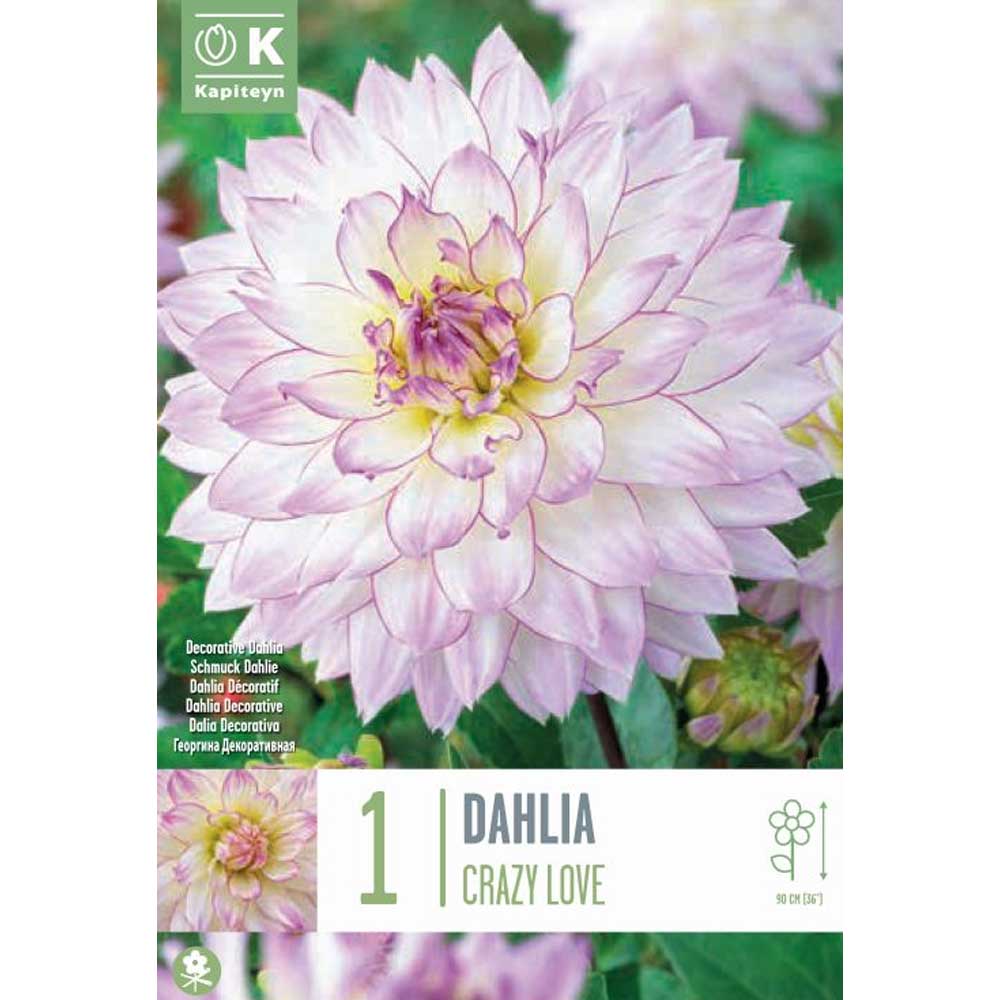 Dahlia Crazy Love Dahlia Crazy Love