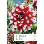 Dahlia Duet