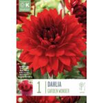 Dahlia Garden Wonder