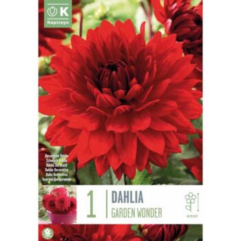 Dahlia Garden Wonder