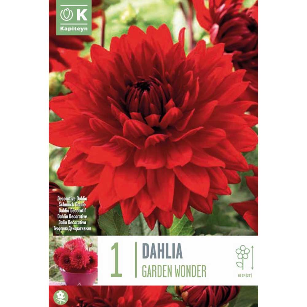 Dahlia Garden Wonder Dahlia Garden Wonder