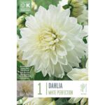 Dahlia White Perfection