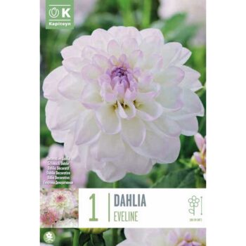 Dahlia Eveline
