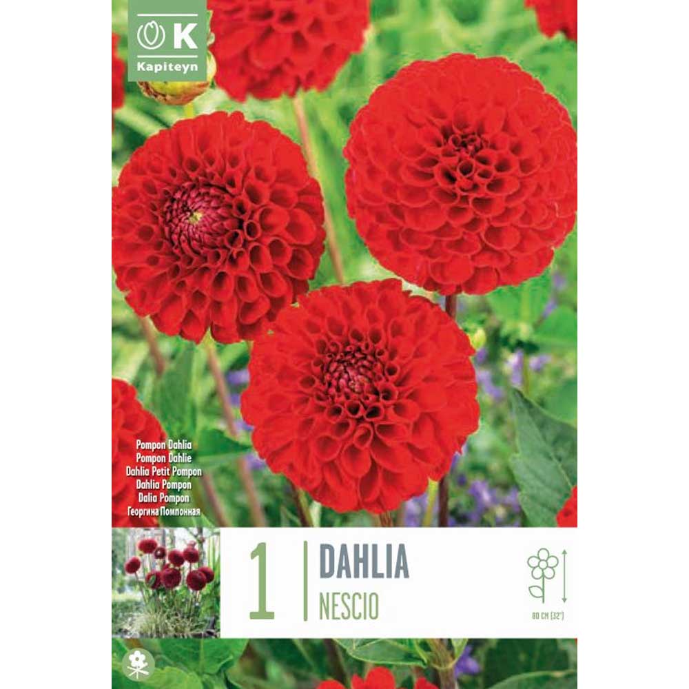 Dahlia Nescio Dahlia Nescio