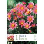 Dahlia Topmix Pink