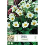 Dahlia Topmix White