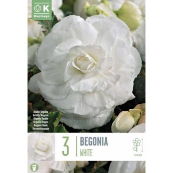Begonia Double White