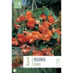 Begonia Pendula Cascade Orange