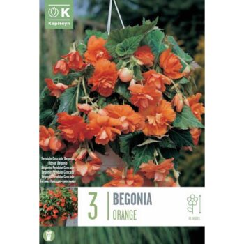 Begonia Pendula Cascade Orange