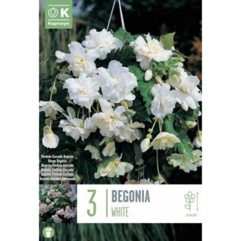 Begonia Pendula Cascade White