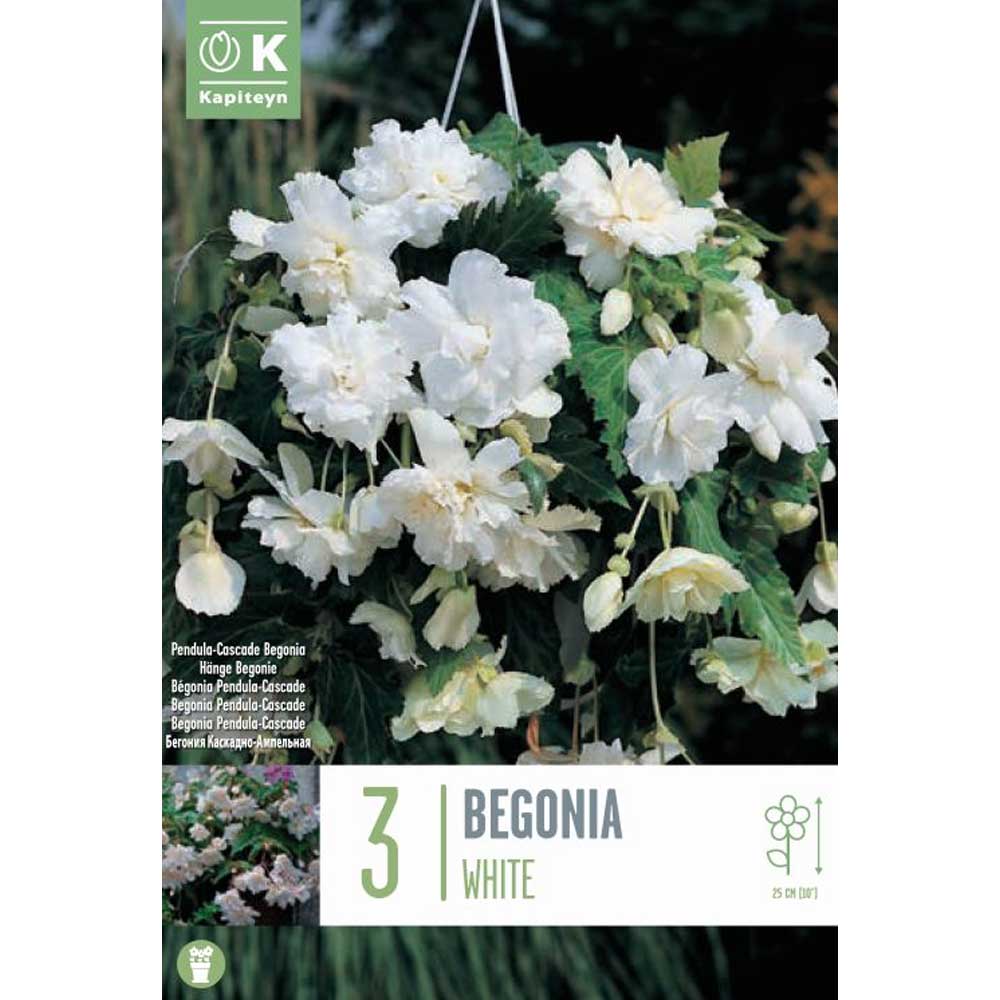 Begonia Pendula Cascade White Begonia Pendula Cascade White