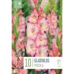 Gladiolus Priscilla