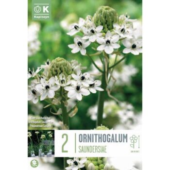 Ornithogalum Saundersiae