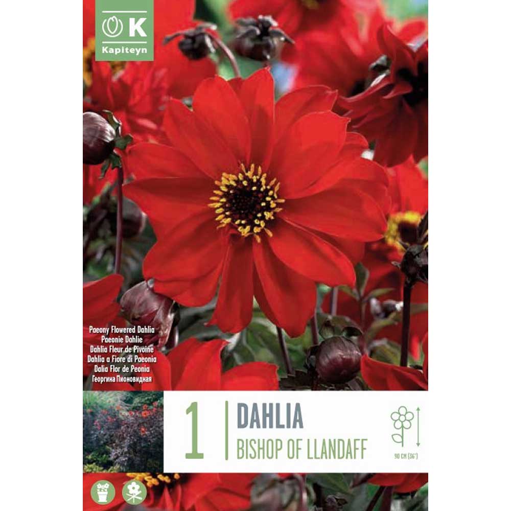 Dahlia Bishop of Llandaff Dahlia Bishop of Llandaff