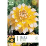 Dahlia Seattle